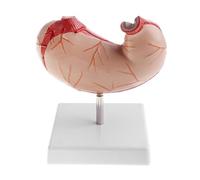 Supkancl Modello anatomico della Struttura dello Stomaco Umano Rimovibile in 2 Parti a grandezza Naturale 1: 1