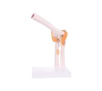 Supkancl Modello anatomico di Scheletro Umano del Modello Studio dello Anatomia Medica dell'articolazione Gomito legamento a grandezza Naturale