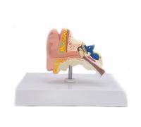 Supkancl Modello di Anatomia dell'orecchio del Desktop Medico Umano Auricolare 1: 1 Strumento insegnamento in Scala