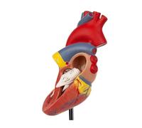 Supkancl Modello di Cuore Umano Replica in 2 Parti a grandezza Naturale del con 34 strutture Anatomiche tenute Insieme da magneti
