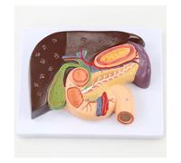 Supkancl Modello epatico Umano Insegnamento della Medicina del Modello anatomico splenico nella Gallina duodenale di Anatomia Che insegnano Forniture apprendimento