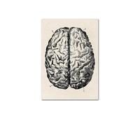 Supkancl Opera d'Arte di Anatomia Umana Pittura su Tela con Cornice Medica Ritratto Moderno Scheletro Muscolare Stampa Poster Vintage for la Decorazione della Clinica(D-Painting,20x25cm No Frame)