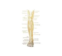 Supkancl Oro Anatomia Umana Opera d'Arte Immagine della Parete Medica Scheletro Organo Sistema Muscolare Poster Vintage Stampa su Tela Body Education Painting(2,A3 30x42cm No Frame)