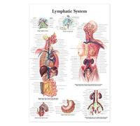 Supkancl Parti del Corpo Umano Grafico dell'istruzione Scolastica Informazioni Anatomia Arte Decorativa Ospedale Pittura Poster for Pittura su Tela(5,30X45cm Unframed)