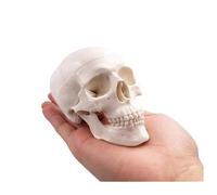 Supkancl Piccolo Teschio d'Arte in plastica Anatomia Anatomica Umana Testa Schizzi Disegno Modello Strumento didattico for la Pittura