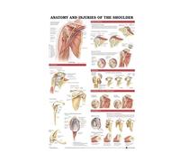 Supkancl Poster e Stampe Anatomia Corpo Umano Colonna Verticale Verte Ginocchiera Pittura Piede for pareti Art for Decorazioni for la casa del Soggiorno(02,30x42 CM No Frame)