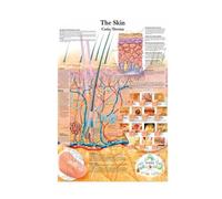 Supkancl Poster e Stampe Anatomia Corpo Umano Colonna Verticale Verte Ginocchiera Pittura Piede for pareti Art for Decorazioni for la casa del Soggiorno(05,13x19 CM No Frame)