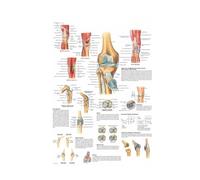Supkancl Poster e Stampe Anatomia Corpo Umano Colonna Verticale Verte Ginocchiera Pittura Piede for pareti Art for Decorazioni for la casa del Soggiorno(06,18x24 inch No Frame)
