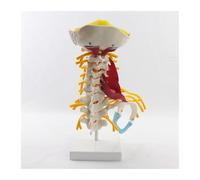 Supkancl Puntelli Medici Modello Vertebre cervicali e Corpo vertebrale Colonna cervicale Anatomia Umana Midollo spinale Scheletro di Vertebre