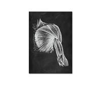 Supkancl Quadro su Tela Senza Cornice Anatomia Umana Opera d'Arte Clinica Medica da Parete Scheletro Organo Sistema Muscolare Poster educativo Vintage(4,30X45CM No Fram)