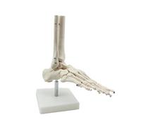 Supkancl Scheletro Umano Medico Ossa del Piede Modello anatomico Piede e Caviglia con Gambo Osso Grays Anatomy