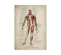 Supkancl Set di Poster con Stampa Anatomia Scheletro Medico Muscolo del Corpo Umano Poster Vintage Educazione scientifica Immagine Arte della Parete Decorazione casa(Picture 1,A4 21x30cm No Frame)