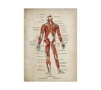 Supkancl Set di Poster con Stampa Anatomia Scheletro Medico Muscolo del Corpo Umano Poster Vintage Educazione scientifica Immagine Arte della Parete Decorazione casa(Picture 3,5x7in No Frame)