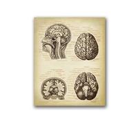 Supkancl Testa Umana Vintage e Anatomia cerebrale Stampe su Tela Poster Neuroscienze Anatomia Pittura Medici Ufficio Wall Art Decor(Taglia Unica,A3 30x42 cm No Frame)