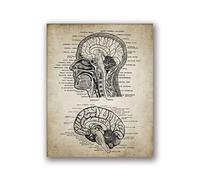 Supkancl Testa Umana Vintage e Anatomia cerebrale Stampe su Tela Poster Neuroscienze Anatomia Pittura Medici Ufficio Wall Art Decor(15,A3 30x42 cm No Frame)