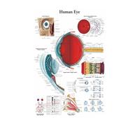 Supkancl The Body Structure HD Poster Anatomy And Physiology Photo Paper Scheletro Home Medical Room Decor Art Wall Painting(26,A4 8.3x11.8inch)