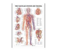 Supkancl Wall Art Anatomia Umana Organi Poster E Stampe Stampate su Tela Dipinti Immagini for La Decorazione Dell'aula della Clinica Ospedaliera(40)