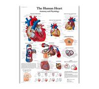 Supkancl Wall Art Anatomia Umana Organi Poster E Stampe Stampate su Tela Dipinti Immagini for La Decorazione Dell'aula della Clinica Ospedaliera(42)