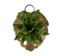 Supporto Da Parete Felce Staghorn - Tavola Da Parete In Legno Verticale A E | Tavola Per Felce Corna Di Cervo per decorazione interni | soggiorno e piante rampicanti Monstera orchidee Fioriera Da Parete