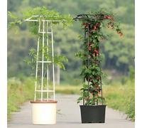 Supporto Della Pianta Di Arrampicata Ombrello Giardino Trellis Vine Supporta La Torre Della Pianta Per I Fiori Supporti Letti Sollevati Cetriolo Pomodori Verdura Frutti E Fiori (bianco, 145cm / 4.8ft)