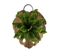 Supporto per orchidee Tavola Da Parete In Legno Verticale A Coda Di Pesce | Tavola in legno per il montaggio di felce corna di cervo Per Decorazione Interno Esterno Giardino Soggiorno Monstera