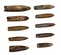 SUPVOX 10pezzi Fossili Belemnite Naturali Modelli Di Animali Palaeoceanici Per Didattica e Decorazioni Regalo Scuola Per Insegnanti e Ragazzo Ragazza Ragazza Interessati Paleontologia