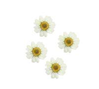 SUPVOX 12 Pezzi Fiori di Margherite Essiccate Bianchi Decorativi per Scrapbooking e Body Art Accessori Fai da Te per Matrimoni e Feste