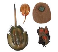 SUPVOX Ciclo Granchio Cavallo Cognitivo per Supporto Didattico Scientifico per Scuole e Musei Educativo Marina Artificiale
