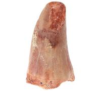 SUPVOX Dente Fossilizzato per Educazione Paleontologica Strumento Didattico per Scuole e Musei Esposizione Campioni Preistorici per Stimolare Interesse Dei