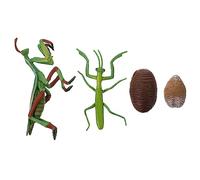 SUPVOX Figura Del Ciclo Di Vita Della Mantide 3d Per Educazione Precoce Ragazzo Ragazza Riproduzione Realistica Crescita Creatura Gioco Didattico Interattivo Per Apprendimento e Sviluppo Creativo