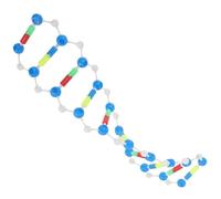 SUPVOX Struttura a Doppia Spirale Del Dna Per Studenti, Strumento Didattico Scientifico Educativo Resistente e Pratico Per L'apprendimento Della Biologia e Del Dna Umano