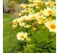 Susan di occhi neri resistente all'inverno - semi di primavera balcone resistenti semi bonsái 1000pcs