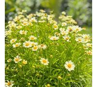 Susan di occhi neri resistente all'inverno semi resistenti per balconi copertura del suolo - Serie Rara - semi primavera 250pcs