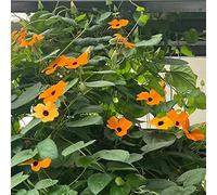 Susanna dagli occhi neri, balcone in vaso decorazione organica per balcone primaverili, resistenti in vaso arbusti a 225semi