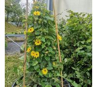 Susanna dagli occhi neri, primaverili, resistenti in vaso rampicanti, giardino roccioso arbusti a crescita balcone 120semi