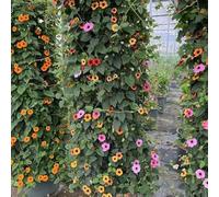 Susanna dagli occhi neri, rampicanti da giardino da interno rialzata tappezzanti resistenti in vaso giardino balcone varietà antiche 420semi