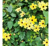 susanne dagli occhi neri - resistenti giardini rocciosi balcone semi di rampicante resistenti semi di 350pcs