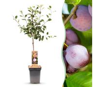 Susino Prunus Domestica Opal, da Esterno, Prugne Viola, Vaso 21cm, 90cm