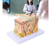 SustVita Skin Model, Human Skin Structure SELECTIONS 35X Enlarged Skin Anatomical SELECTIONS 3D Skin Layers Anatomy for Classroom Learning and Medical Study