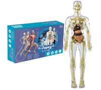 Suxdlan Modello del Corpo Umano per Bambini 11, 2 Pollici Rimovibile Trasparente Modello di Anatomia Umana Organo Realistico ＆ Scheletro Giocattoli educativi scientifici per Bambini dai 7 ai 14 Anni