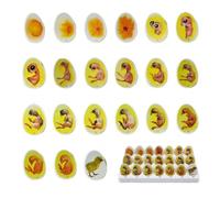 SUZLAZYR Set di esplorazione del Ciclo Vitale del Pulcino - 21 Modelli di Crescita dell'embrione di Pulcino, Processo di Sviluppo della schiusa delle Uova, Giocattoli a Forma di Pollo per Bambini