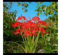 Svernamento/Lycoris perenne/Varietà classica di Lycoris/Progettazione del paesaggio del giardino/Tollerante al freddo e all'ombra-6 PCS-I