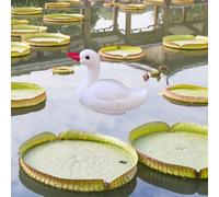 Swan Decoy Garden Statue Lake Yard Pool Lawn Lawn Gate Decorazione