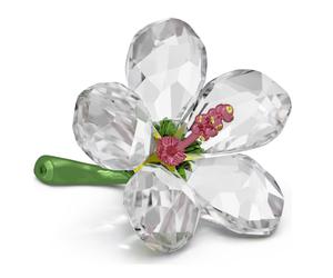 Swarovski 5690534 Florere Ibisco