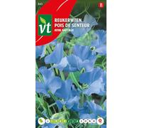 Sweet pea Royal navy blue Seeds - Rampicante a fiore molto gradevolmente profumato