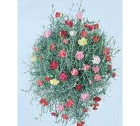 Sweetest Argento 25 semi Luna Giardini Semplicemente wn Splendidamente Seeds ONLY