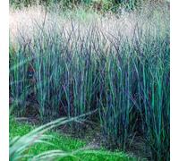 Switchgrass Nosferatu PBR 2L - All’inizio sono di un verde intenso, poi diventano rosse, quindi viola scuro, per infine assumere una tonalità violacea