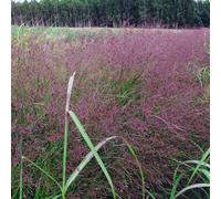 Switchgrass Warrior 1L - Consigliato per la semina in aree urbane e parchi