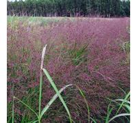 Switchgrass Warrior 2L - Consigliato per la semina in aree urbane e parchi