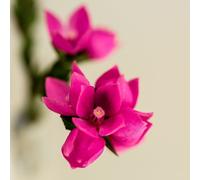 Sydney Rose 50 ml Preparazione pronta all’uso